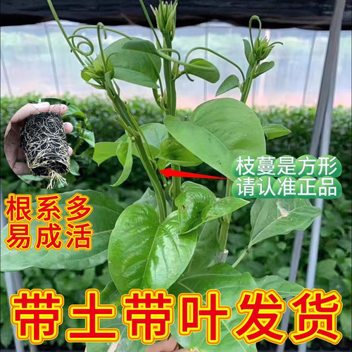 大果香蜜百香果苗纯甜木瓜百香果嫁接苗四季结果新品种百香果树果 - 图0