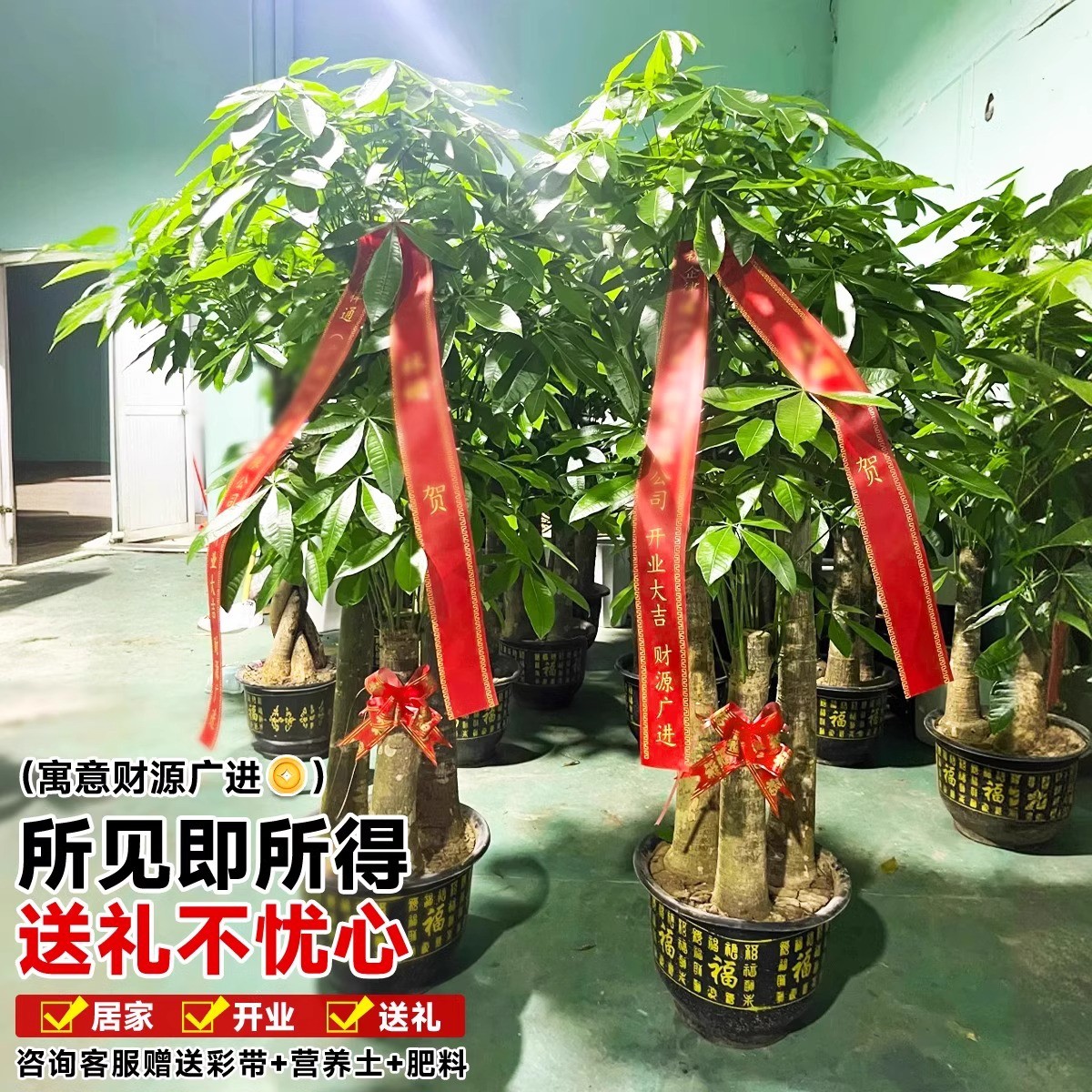 三杆步步高发财树客厅盆栽大乔迁新居办公室开业送礼招财大型绿植 - 图1