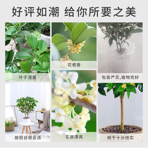 桂花树苗盆栽四季常青浓香型庭院地栽大树金桂花卉植物室内花绿植 - 图1