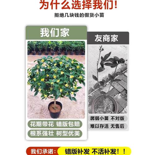 桂花树苗盆栽四季常青浓香型庭院地栽大树金桂花卉植物室内花绿植 - 图0