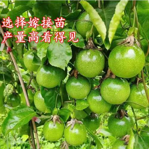 【1米特大苗】黄金九号百香苗果树果苗嫁接盆栽南方四季不断结果 - 图1