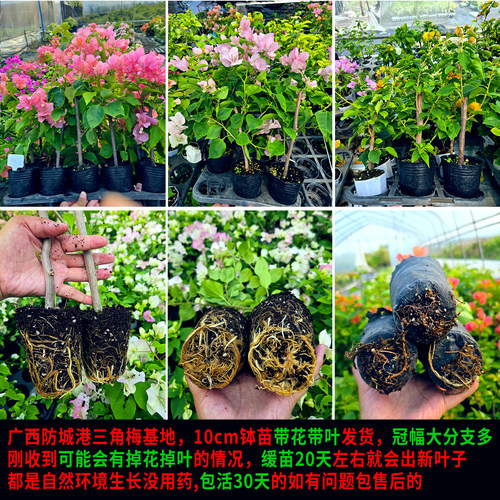 多色三角梅带花发货盆栽苗爬藤庭院三角梅花苗四季勤花老桩苗大苗 - 图1
