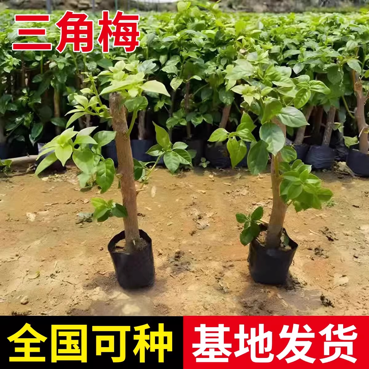 商品详情图片