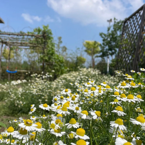 德国洋甘菊留兰香盆栽好养植物迷迭香香料煎牛排泡茶耐寒花卉绿植 - 图1