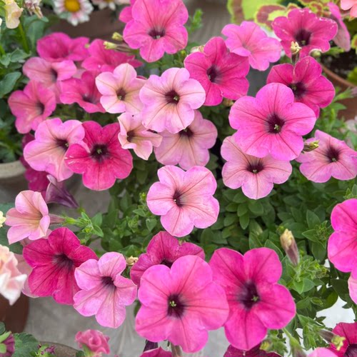 重瓣矮牵牛花苗带花发货垂吊盆冰淡紫伊丽莎白苏糖泡泡玛利亚大苗 - 图2