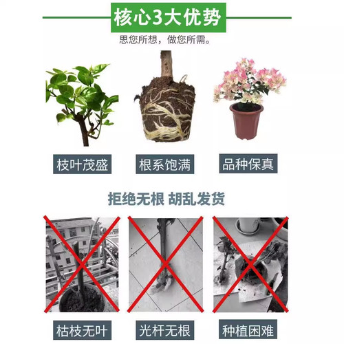 重瓣三角梅盆栽大苗勤花老桩室内外爬藤植物红梅花卉四季开花好养 - 图2