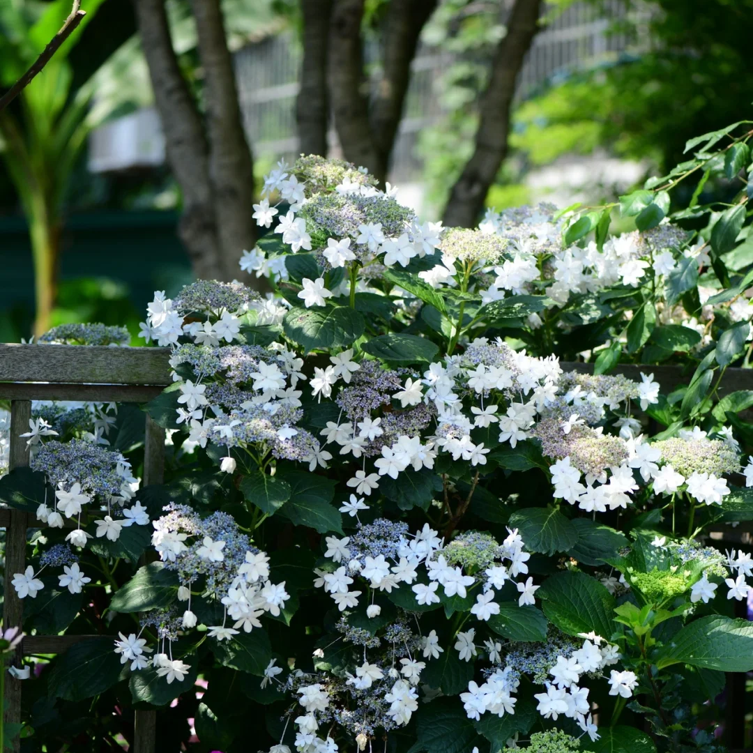 白色天使公主泉鸟大花绣球盆栽八仙花花园花镜庭院阳台绿植花卉 - 图1