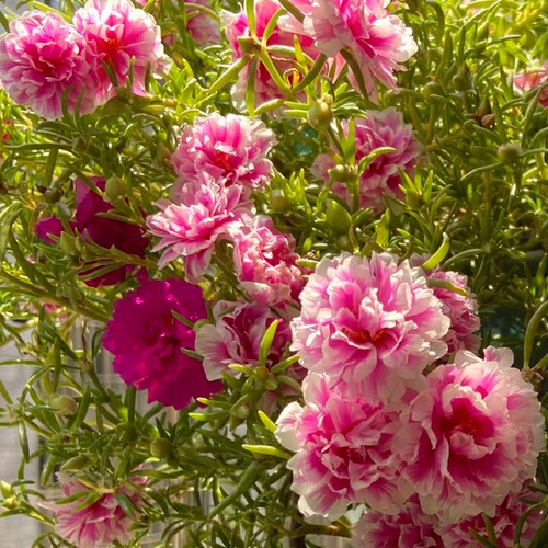 太阳花苗带花苞发货网红重瓣宿根花苗枝条松针叶好养庭院阳台花卉 - 图2