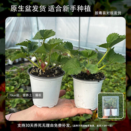 草莓苗盆栽苗秧盆栽家庭栽种当年结果原土原盆红颜奶油苗种植好养 - 图1