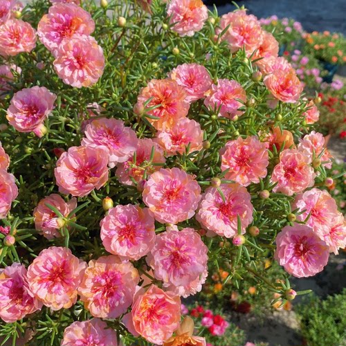 太阳花苗带花苞发货网红重瓣宿根花苗枝条松针叶好养庭院阳台花卉 - 图3