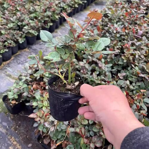月季花苗小苗花卉绿植物室内外阳台爬藤灌木盆栽蔷薇玫瑰容易开花 - 图2