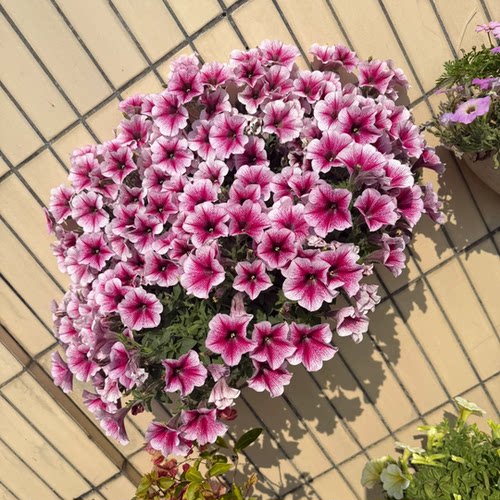 重瓣矮牵牛花苗美声轻浪小苗阳台庭院垂吊植物花卉花期长牵牛花苗 - 图0
