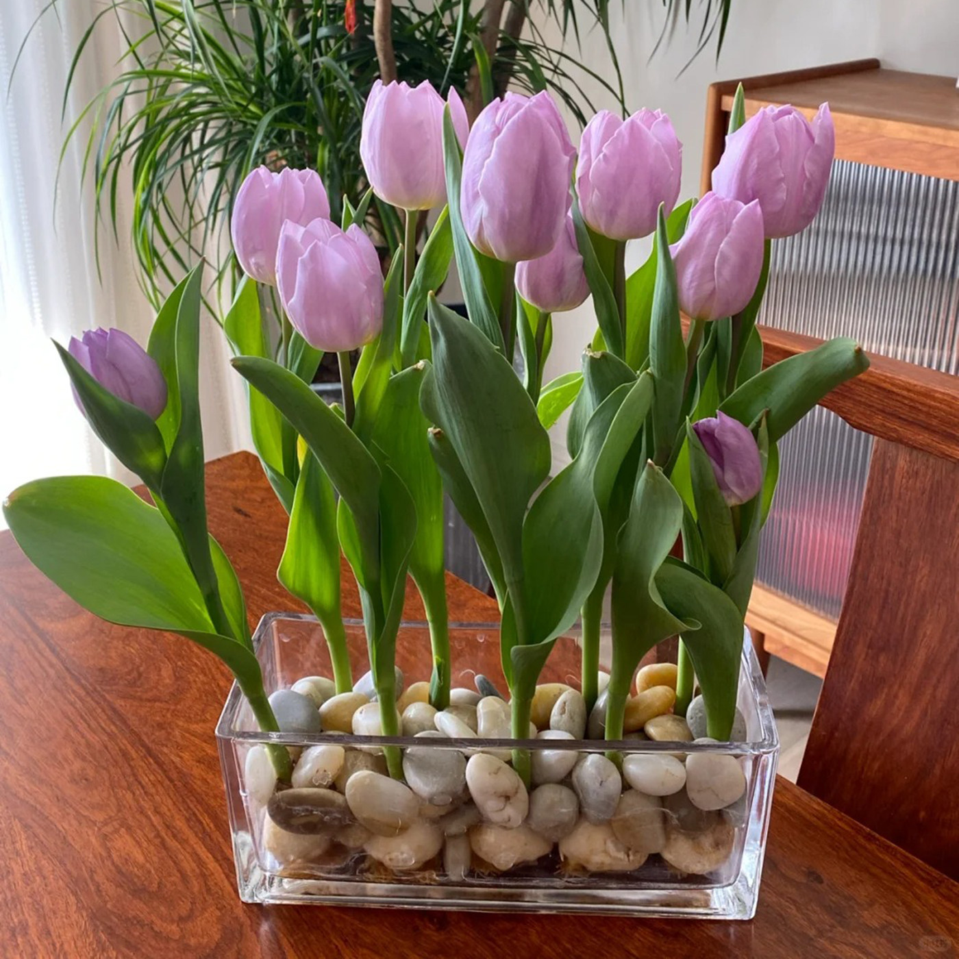 进口郁金香5颗大种球四季种植开花阳台耐寒土水培盆栽风信子花卉,淘宝优惠券,粉丝福利购,淘宝优惠卷