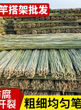 竹杆菜园搭架竹子户外豆角黄瓜西红柿支架杆蔬菜瓜果豇豆爬藤旗杆