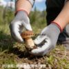 Special anti-slip coated palm for picking up mushrooms and farming