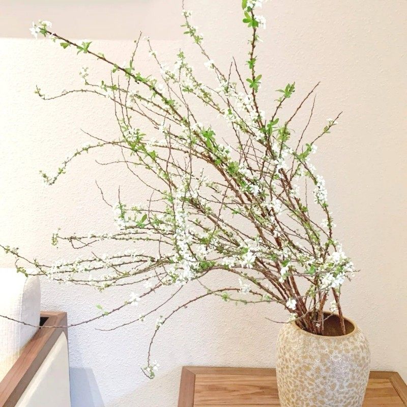 鲜枝雪柳花带花苞发货花束A级水养好养可花瓶尤加利果钻石大果,淘宝优惠券,粉丝福利购,淘宝优惠卷