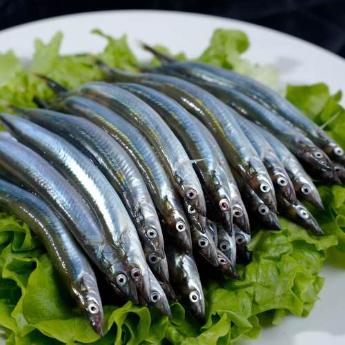 面条鱼鲜活冷冻海鱼沙丁鱼小银鱼小青鱼玉筋鱼泥鳅鱼海鲜水产批发 - 图2