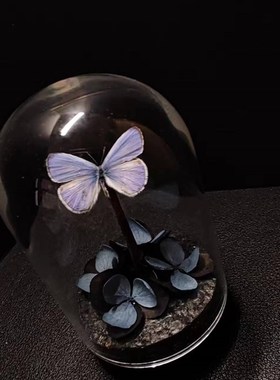 紫灰蝶标本玻璃罩迷你飞行的宝石小众收藏礼物艺术小灰真蝴蝶摆件