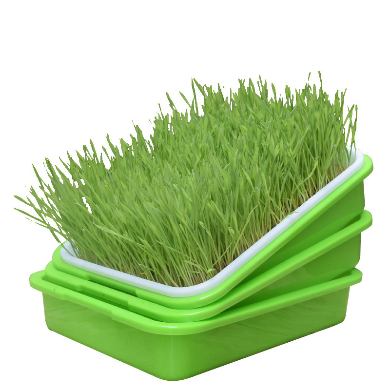 加密加厚阳台育苗盘盆芽苗菜水培网格豌豆苗豆芽种植盘阳台小菜园,淘宝优惠券,粉丝福利购,淘宝优惠卷