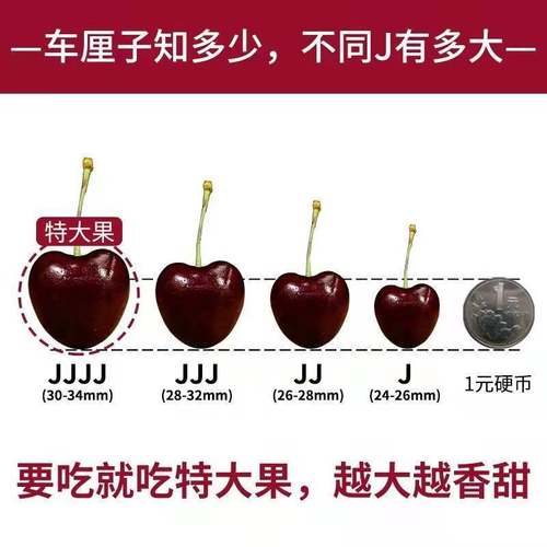 智利进口5j车厘子5斤原箱JJJ级新鲜孕妇水果桑提娜车厘子4J礼盒装 - 图2