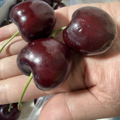 智利进口5j车厘子5斤原箱JJJ级新鲜孕妇水果桑提娜车厘子4J礼盒装 - 图0