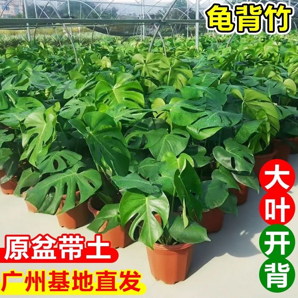 龟背竹盆栽老桩办公室客厅室内观叶绿植四季常青净化空气带盆带土,淘宝优惠券,粉丝福利购,淘宝优惠卷