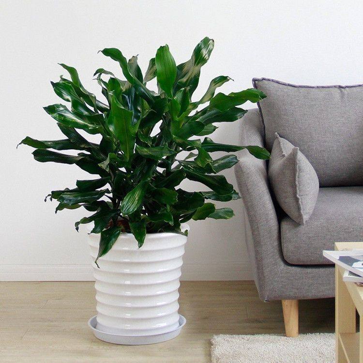 巴西铁树螺纹铁植物客厅室内阳台绿植装饰品发财树四季常青好盆栽,淘宝优惠券,粉丝福利购,淘宝优惠卷