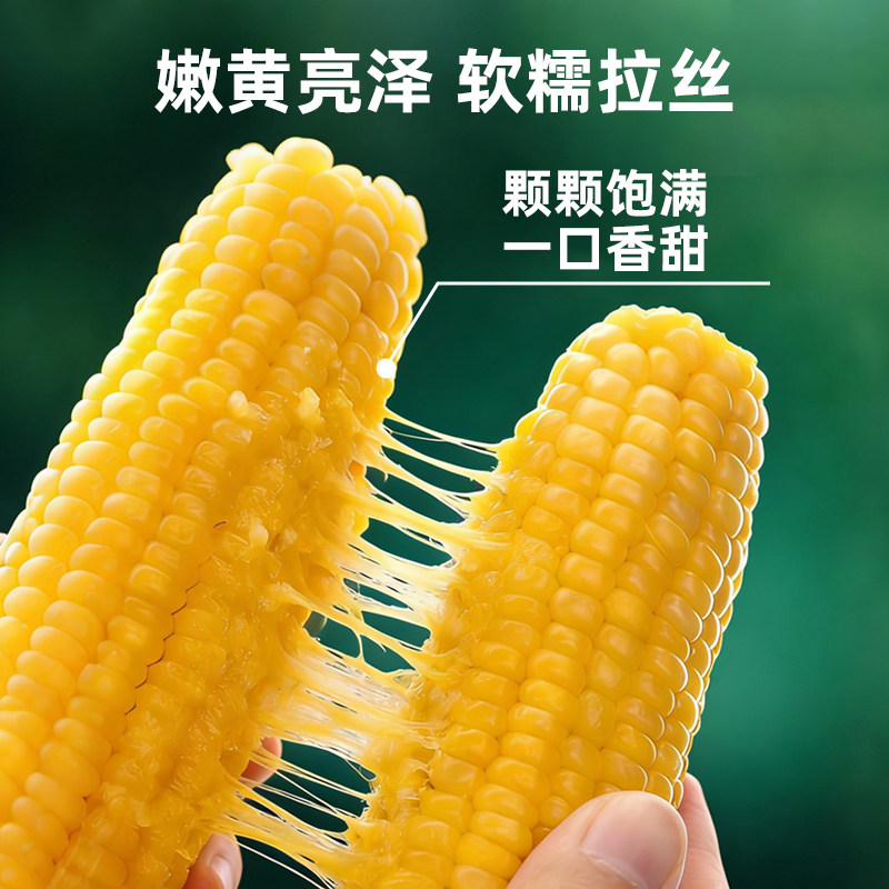 黄糯玉米东北黄糯玉米新鲜真空包装粘玉米棒子新玉米粗粮代餐苞米