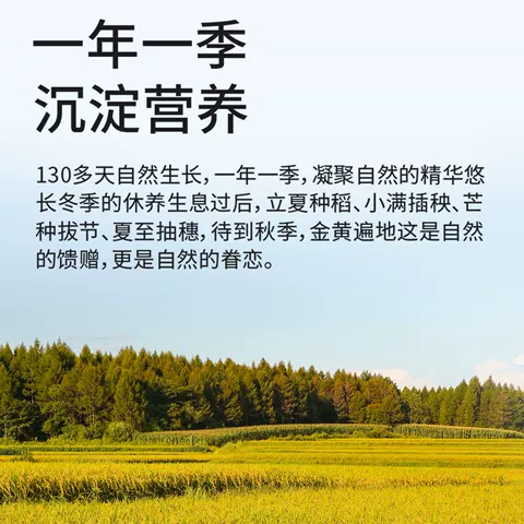 2025新米十月稻田长粒香大米5kg*4东北大米粳米真空40斤囤货家用 图片 2