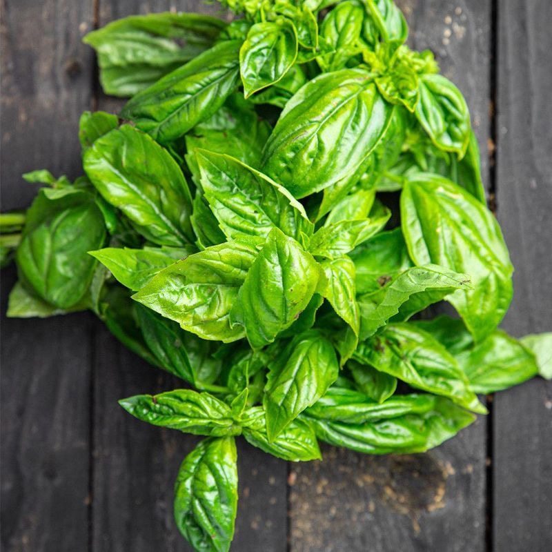罗勒叶新鲜食用青酱制作大叶罗勒西餐食材摆盘装饰调料香料菜,淘宝优惠券,粉丝福利购,淘宝优惠卷