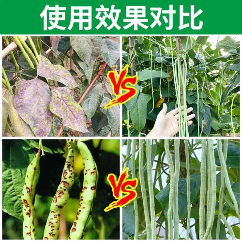 豆角病菌清白粉病根腐病锈病叶斑病疫病病毒病炭疽病豆角专用药 - 图2
