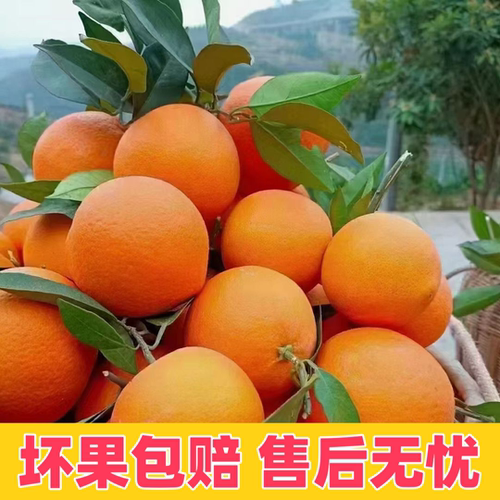 湖北长阳纽荷尔脐橙现摘鲜橙9斤装大果应季水果新鲜甜橙手剥橙子 - 图0