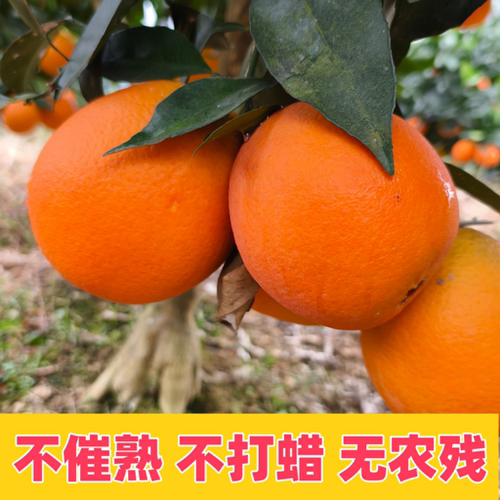 湖北长阳纽荷尔脐橙现摘鲜橙9斤装大果应季水果新鲜甜橙手剥橙子 - 图1
