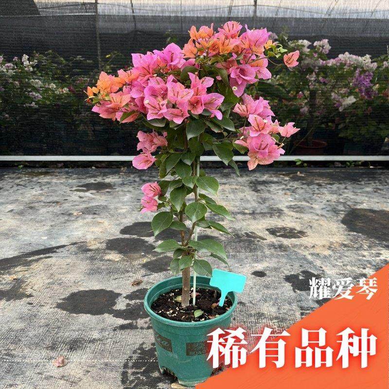 三角梅带花盆栽绿樱爬藤重瓣老桩四季开花大苗红樱安格斯庭院植物,淘宝优惠券,粉丝福利购,淘宝优惠卷