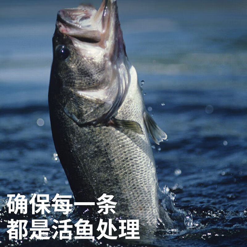 鲈鱼新鲜海鲈鱼开背冷冻鲜活白蕉深海特大三去一卤烤鱼半成品商用,淘宝优惠券,粉丝福利购,淘宝优惠卷