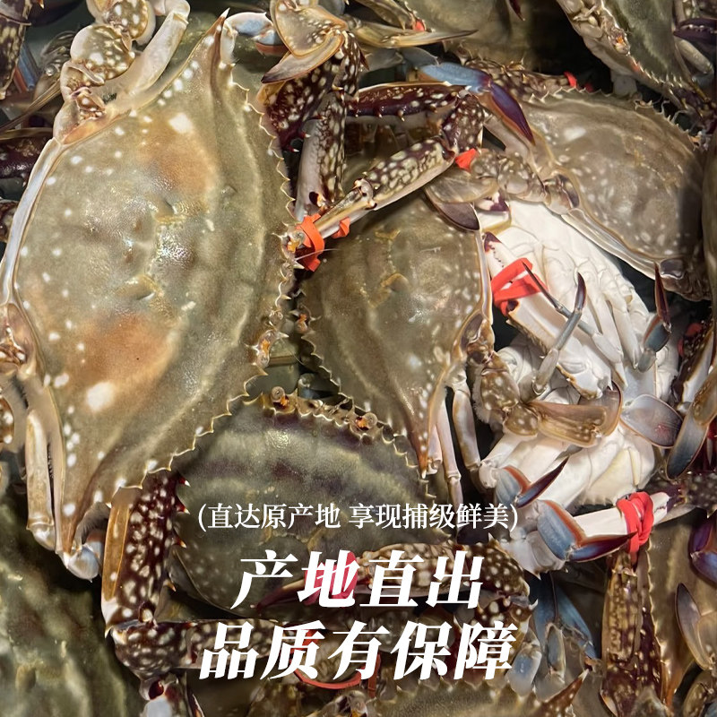 梭子蟹青岛本地特大螃蟹新鲜冷冻海捕海飞蟹白蟹海鲜水产顺丰包邮,淘宝优惠券,粉丝福利购,淘宝优惠卷