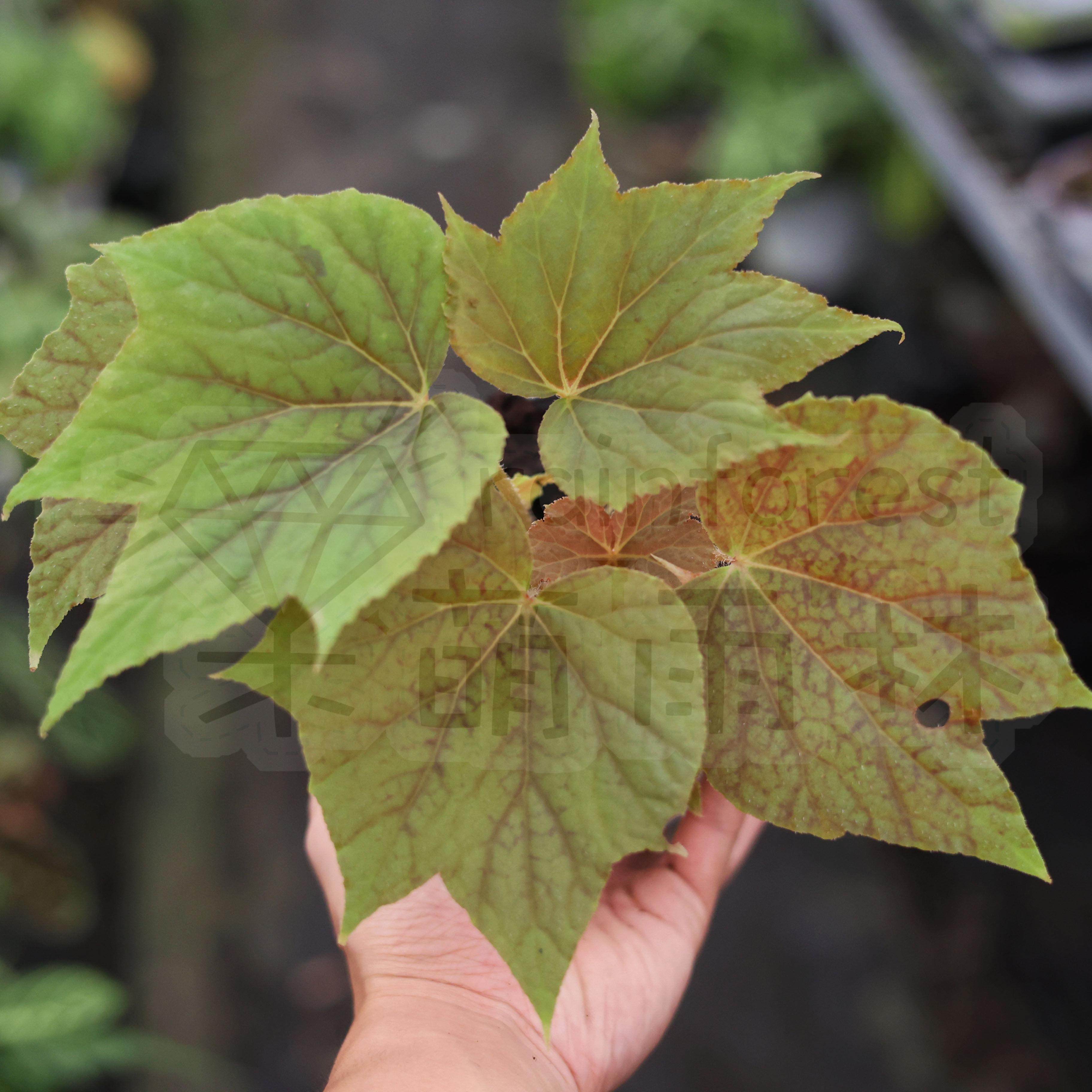 手鼓秋海棠合集双子座开普敦爱丽丝齿瓣邓恩金枫彩虹星点大王网红,淘宝优惠券,粉丝福利购,淘宝优惠卷