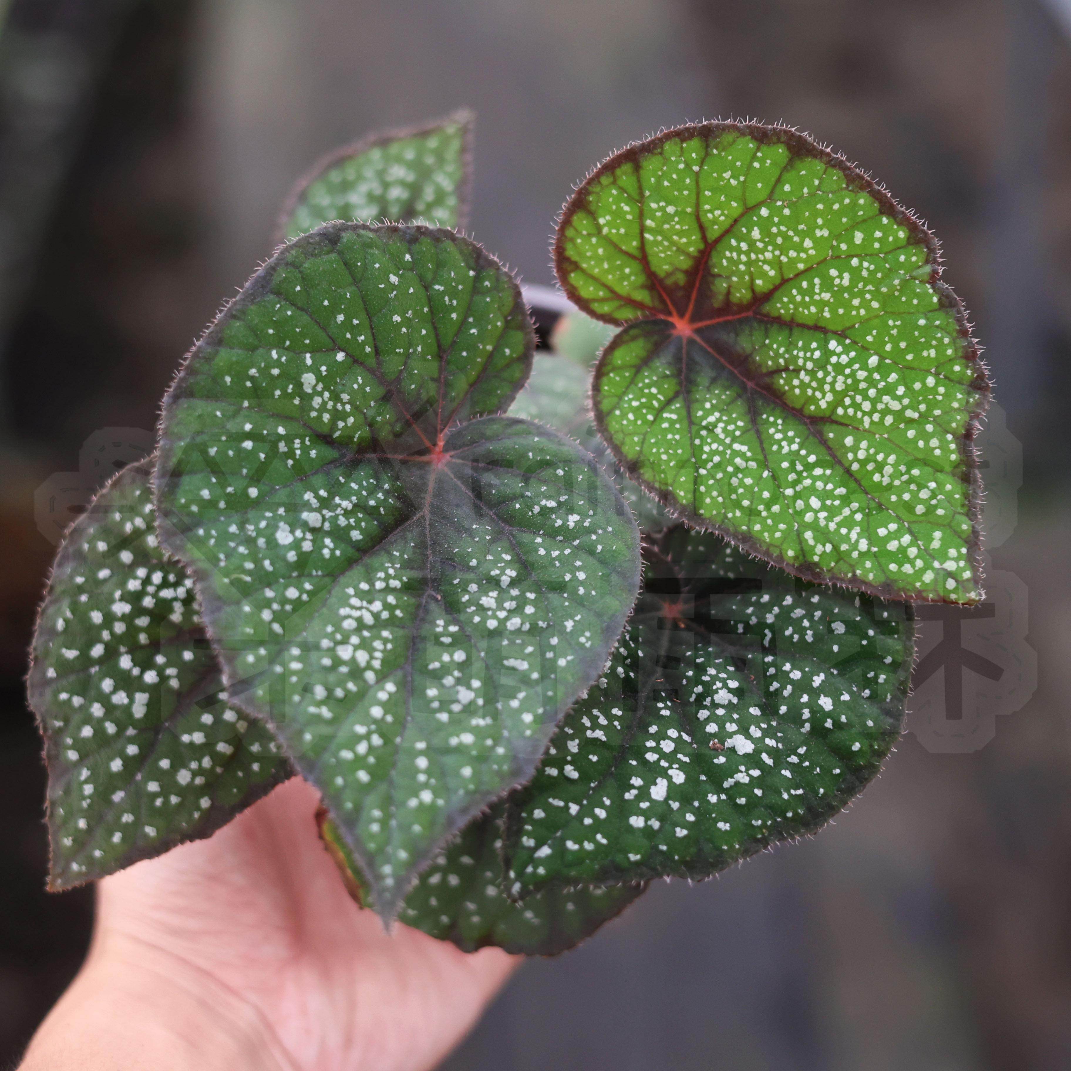 手鼓秋海棠合集双子座开普敦爱丽丝齿瓣邓恩金枫彩虹星点大王网红,淘宝优惠券,粉丝福利购,淘宝优惠卷