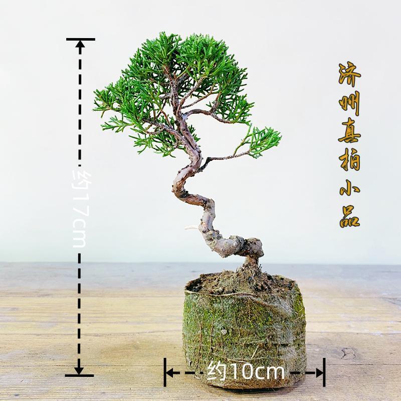 日本济州真柏小盆景纪州柏树绿植办公室室内植物盆栽好养一物一拍 - 图0