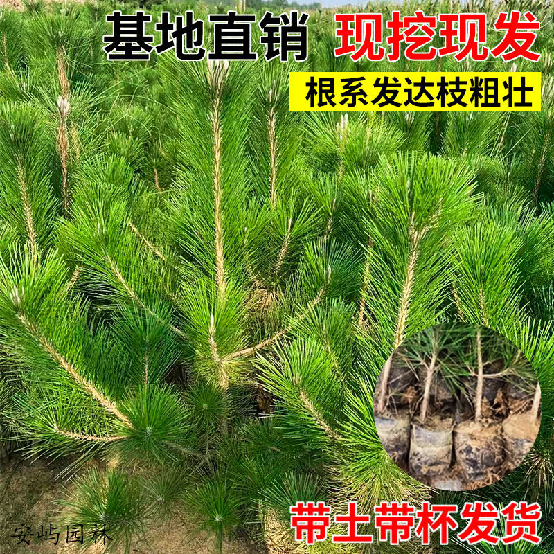 黑松苗松树树苗庭院道路园林盆栽优质松树苗小苗绿化树苗四季常青,淘宝优惠券,粉丝福利购,淘宝优惠卷