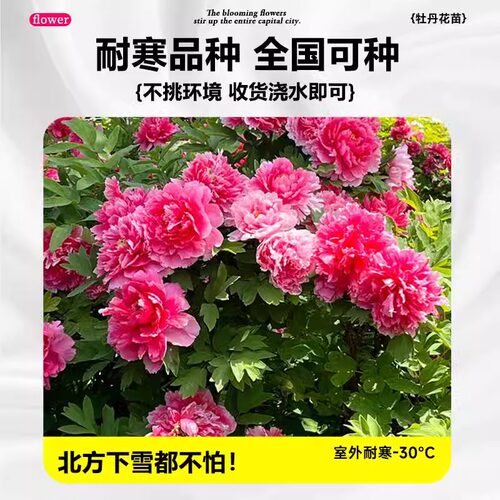 牡丹花大苗盆栽洛阳正宗老桩庭院室内外花种四季重瓣牡丹树苗 - 图2