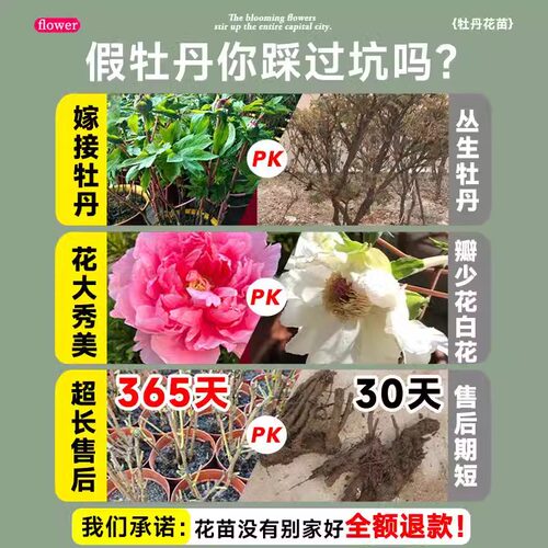 牡丹花大苗盆栽洛阳正宗老桩庭院室内外花种四季重瓣牡丹树苗 - 图1