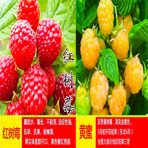 树莓苗双季覆盆子果树苗盆栽地栽南北方种植当年结果红黄黑树莓苗 - 图2