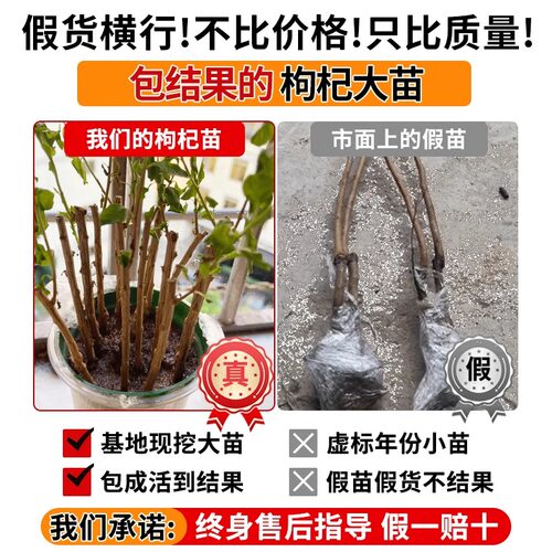 宁夏枸杞树苗耐寒枸杞果树苗南北方盆栽地栽庭院阳台种植当年结果 - 图0