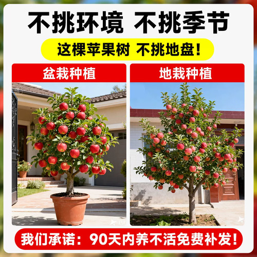 苹果树果苗特大红富士冰糖心果树苗庭院盆栽地栽当年结果特大包活 - 图3