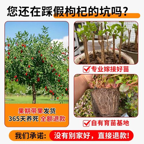 宁夏枸杞树苗耐寒枸杞果树苗南北方盆栽地栽庭院阳台种植当年结果 - 图1