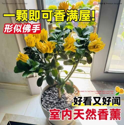 佛手树盆栽金华老桩带果水培清香佛手柑食用鲜果观赏摆件精品绿植 - 图3