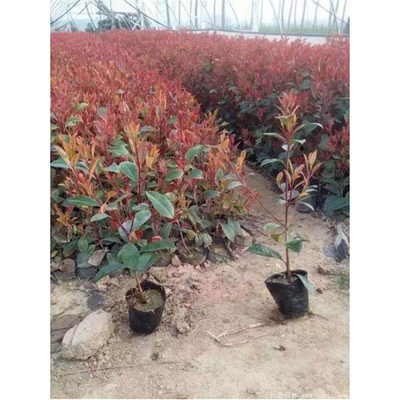 红叶石楠树苗四季庭院绿化苗木石楠球火焰红小苗红花继木球形盆栽,淘宝优惠券,粉丝福利购,淘宝优惠卷