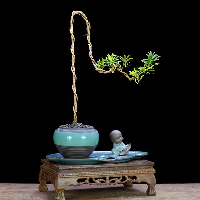 小叶雀舌罗汉松造型文人树盆景植物室内盆栽绿植玄关软装艺术装饰 - 图0