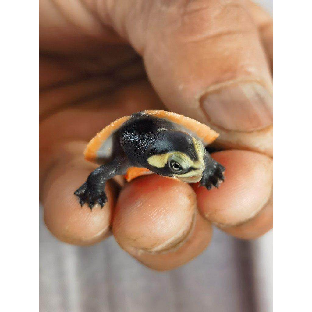 圆澳侧颈龟宠物乌龟深水宠物龟活体包活,淘宝优惠券,粉丝福利购,淘宝优惠卷